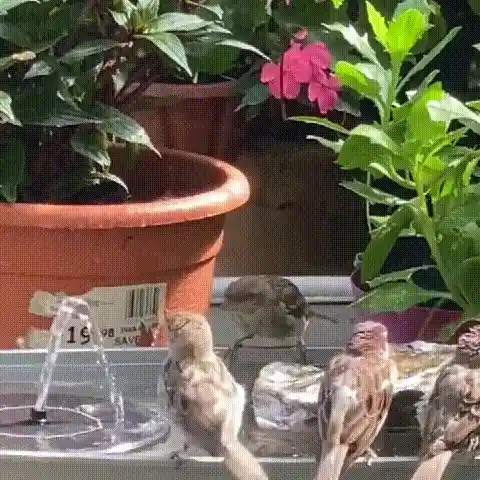 Garden fountain in use