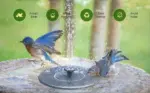 Innovative 2024 Solar Bird Bath Fountain Kit - Image 7